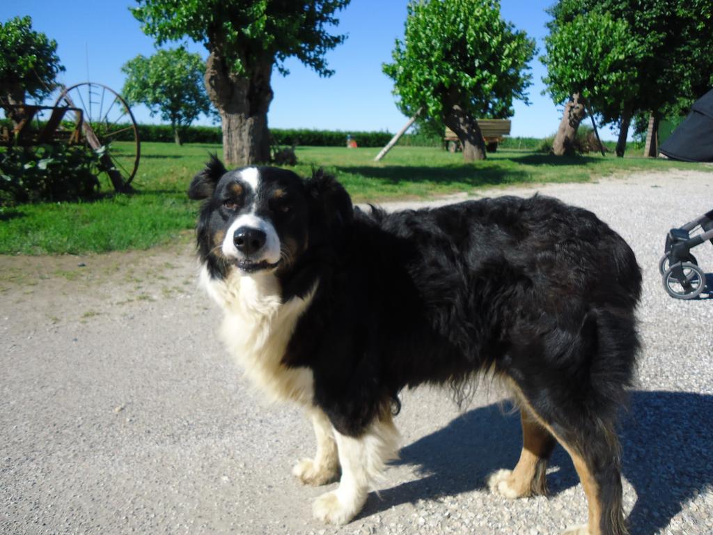 Risano Agriturismo Al Gelso מראה חיצוני תמונה